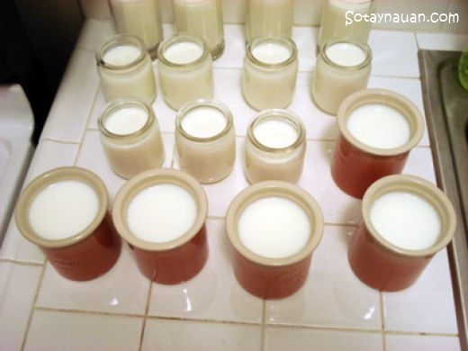 Cách làm sữa chua ngon từ sữa tươi