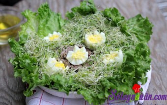 Nấu ăn món ngon mỗi ngày với Xà lách xoăn, Salad rau mầm tươi