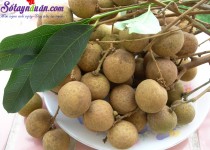 Mẹo chọn nhãn ngon, sạch, không ướp thuốc