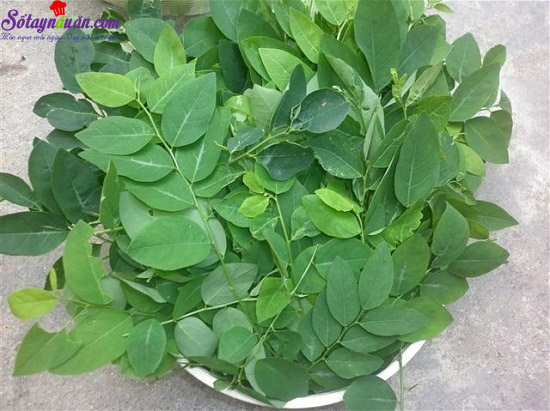 cách trị nhiệt miệng bằng thực phẩm tự nhiên 5