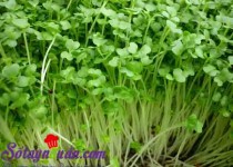 Sử dụng rau mầm đúng cách