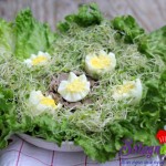 , Salad rau mầm tươi