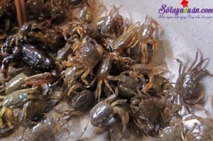 Món ngon cuối tuần, bí quyết chọn cua ốc rạm hến 1