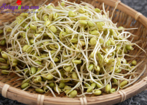 Món ngon dễ làm, cách làm giá đỗ tại nhà 11